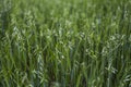 Close up on a green oat ears of wheat growing in the field. Agriculture. Nature product. Royalty Free Stock Photo