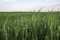 Close up on a green oat ears of wheat growing in the field. Agriculture. Nature product. Royalty Free Stock Photo