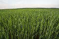 Close up on a green oat ears of wheat growing in the field. Agriculture. Nature product. Royalty Free Stock Photo