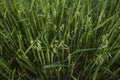 Close up on a green oat ears of wheat growing in the field. Agriculture. Nature product. Royalty Free Stock Photo