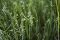 Close up on a green oat ears of wheat growing in the field. Agriculture. Nature product. Royalty Free Stock Photo