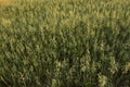 Close up on a green oat ears of wheat growing on the field. Agriculture. Nature product. Royalty Free Stock Photo