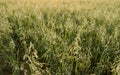 Close up on a green oat ears of wheat growing on the field. Agriculture. Nature product. Royalty Free Stock Photo