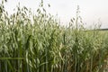 Close up on a green oat ears of wheat growing in the field in evening sunset sky. Agriculture. Nature product.