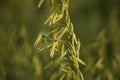Close up on a green oat ears of wheat growing in the field in sunny day. Agriculture. Nature product. Royalty Free Stock Photo