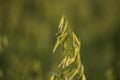 Close up on a green oat ears of wheat growing in the field in sunny day. Agriculture. Nature product. Royalty Free Stock Photo