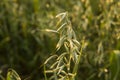 Close up on a green oat ears of wheat growing in the field in sunny day. Agriculture. Nature product. Royalty Free Stock Photo