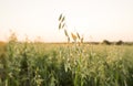 Close up on a green oat ears of wheat growing in the field in sunny day. Agriculture. Nature product. Royalty Free Stock Photo