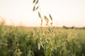 Close up on a green oat ears of wheat growing in the field in sunny day. Agriculture. Nature product. Royalty Free Stock Photo