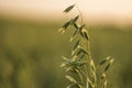 Close up on a green oat ears of wheat growing in the field in sunny day. Agriculture. Nature product.