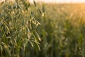 Close up on a green oat ears of wheat growing in the field in sunny day. Agriculture. Nature product. Royalty Free Stock Photo