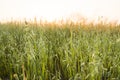 Close up on a green oat ears of wheat growing in the field in sunny day. Agriculture. Nature product. Royalty Free Stock Photo