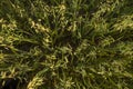 Close up on a green oat ears of wheat growing in the field in sunny day. Agriculture. Nature product. Royalty Free Stock Photo