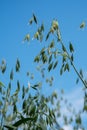 Close up of green oat plants against bright blue sky Royalty Free Stock Photo