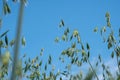 Close up of green oat plants against bright blue sky Royalty Free Stock Photo