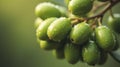 Close-Up of Green Olives Cluster with Dew Drops in Natural Light Royalty Free Stock Photo