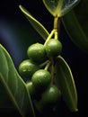 Close-up of green olives hanging from an olive tree. There are several olives on branch, with some leaves and water Royalty Free Stock Photo