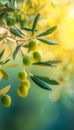 Close up of green olives on olive tree branch in spain basking in the sun on a beautiful day