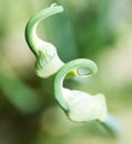 Close up of green onion head blooming at field . Royalty Free Stock Photo