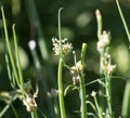 Close up of green onion head blooming at field . Royalty Free Stock Photo