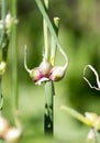 Close up of green onion head blooming at field . Royalty Free Stock Photo