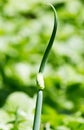 Close up of green onion head blooming at field Royalty Free Stock Photo