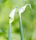 Close up of green onion head blooming at field Royalty Free Stock Photo