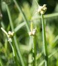 Close up of green onion head blooming at field Royalty Free Stock Photo