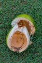 Close up of a green opened coconut over green grass in Bali Indonesia