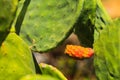 Close up of green Opuntia cactus prickly pear blooming. Royalty Free Stock Photo