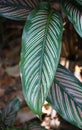 Close up of the green and orange leaf of Calathea Medallion