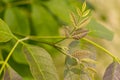 Close-up of green ovate leaves with purple tinge and serrated edges on blurred foliage background