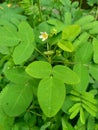 Close up green Oxalis barrelieri Barrelier`s woodsorrel, lavender sorrel, trÃÂ¨fle, oseille marron, oseille savane, Oxalis bahiensi