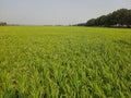 Close up of green paddy rice. Green ear of rice in paddy rice field under sunrise, Blur Paddy rice field in the, green rice field. Royalty Free Stock Photo