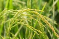 Close up of green paddy rice Royalty Free Stock Photo