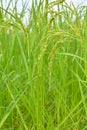 Close up of green paddy rice in field Royalty Free Stock Photo