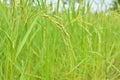 Close up of green paddy rice in field Royalty Free Stock Photo