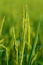 Close up of green paddy rice. Green ear of rice in paddy rice field Royalty Free Stock Photo