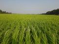 Close up of green paddy rice. Green ear of rice in paddy rice field under sunrise, Blur Paddy rice field in the, green rice field. Royalty Free Stock Photo