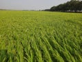 Close up of green paddy rice. Green ear of rice in paddy rice field under sunrise, Blur Paddy rice field in the, green rice field. Royalty Free Stock Photo