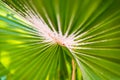 Close up of green palm leaf. Abstract nature background