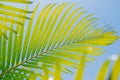 Green palm leaf background.on blue sky Royalty Free Stock Photo