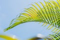 Green palm leaf background.on blue sky Royalty Free Stock Photo