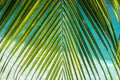 Close up of green palm leaf on blue background. Summer vacation, holiday and tourism concept. Copy space. Close up of Royalty Free Stock Photo