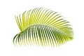 Green palm leaf isolated on white background with clipping path Royalty Free Stock Photo