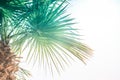 Close up of green palm leaf with sun rays breaking through Royalty Free Stock Photo