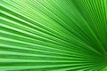 Close up green palm leaf texture, abstract palm leaf background Royalty Free Stock Photo