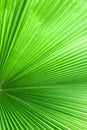 Close up green palm leaf texture, abstract palm leaf vertical background