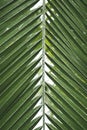 Close up of green palm leaf texture. Royalty Free Stock Photo
