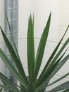 Industrial and ecological background. Detail of steel tube of ventilation system on white wall. Close-up of green palm leaves Royalty Free Stock Photo